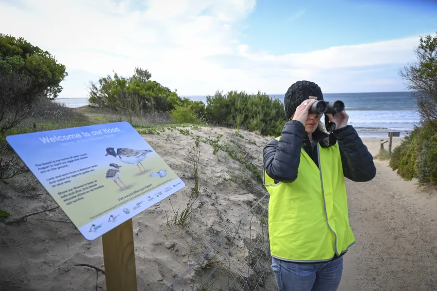 Friends of Hooded Plover volunteer.