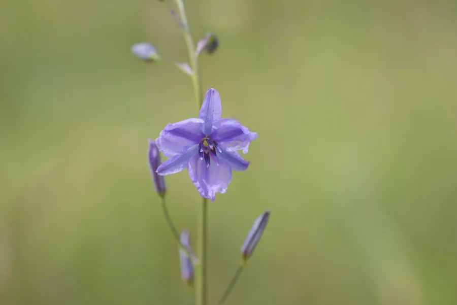 Purple wildflower found in Geelong