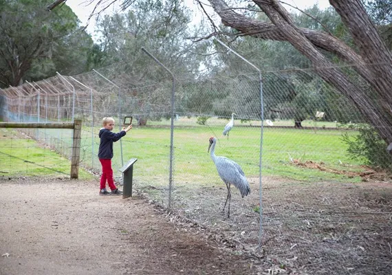 Serendip Sanctuary brolga enclosure