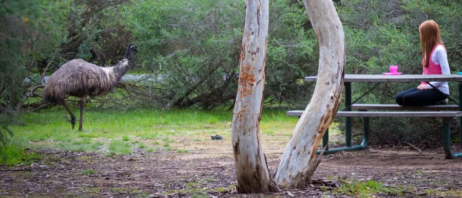Serendip Sanctuary emu