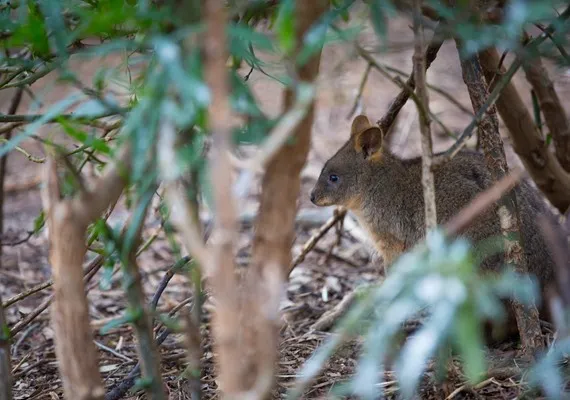 Serendip Sanctuary Wallaby