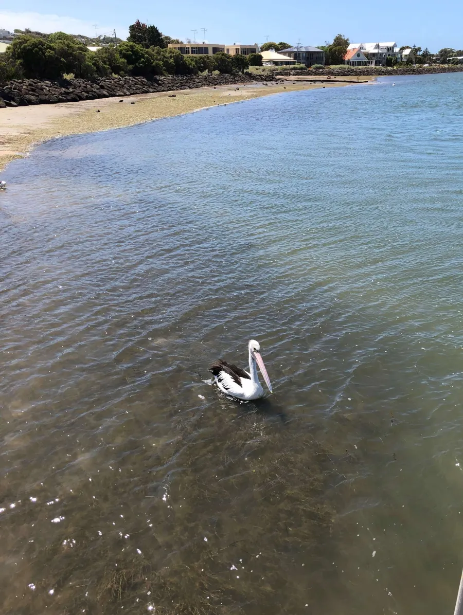 Australian Pelican - Ocean Grove Boat Ramp