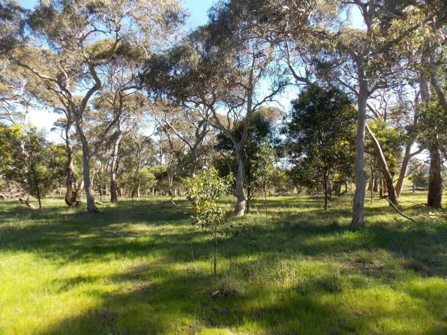 Yellow Gum Nature Reserve