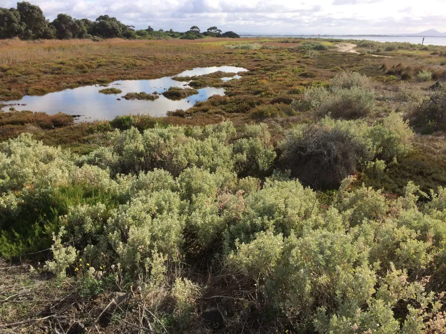 Pt Henry's Coastal Saltmarsh