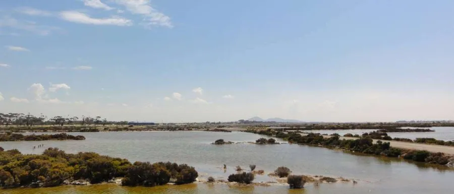Avalon Wetland