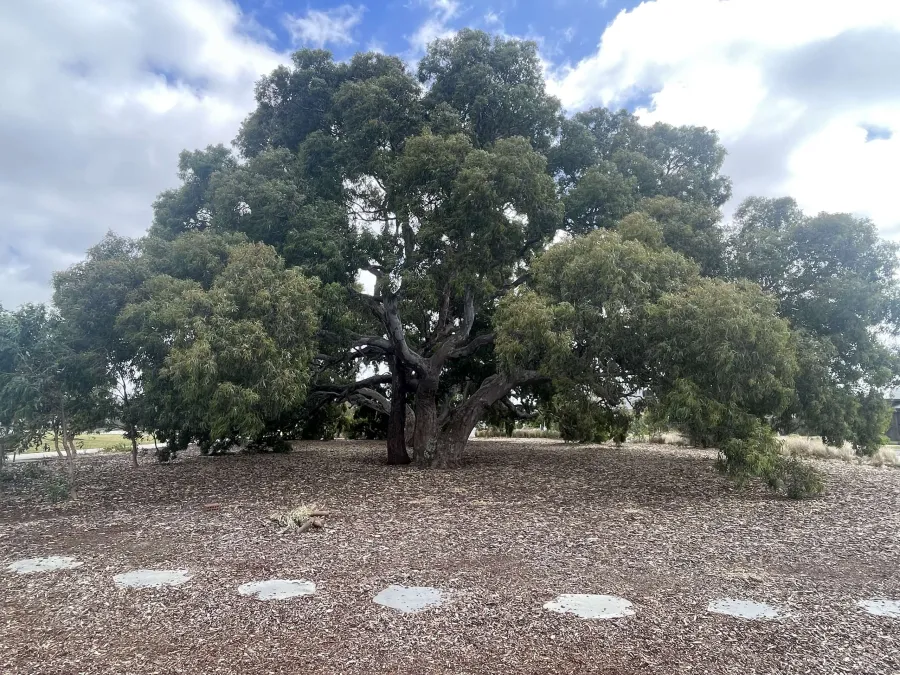 Baelish Drive Park
