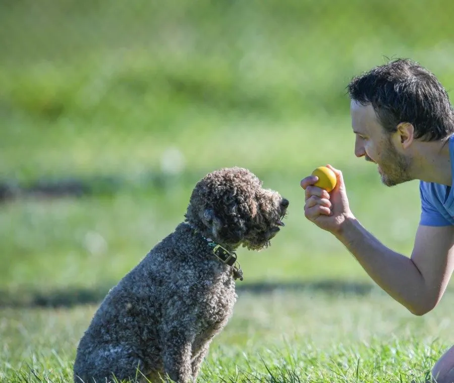 Dog Dog