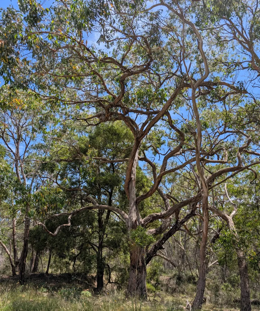 image of large tree in the bush