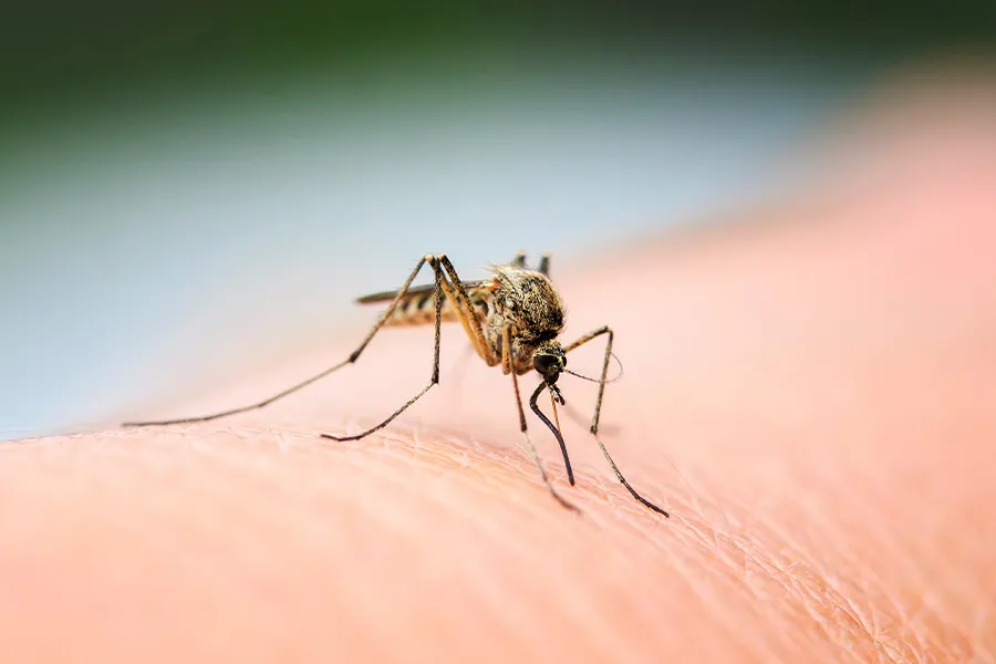 Mosquito Mosquito
