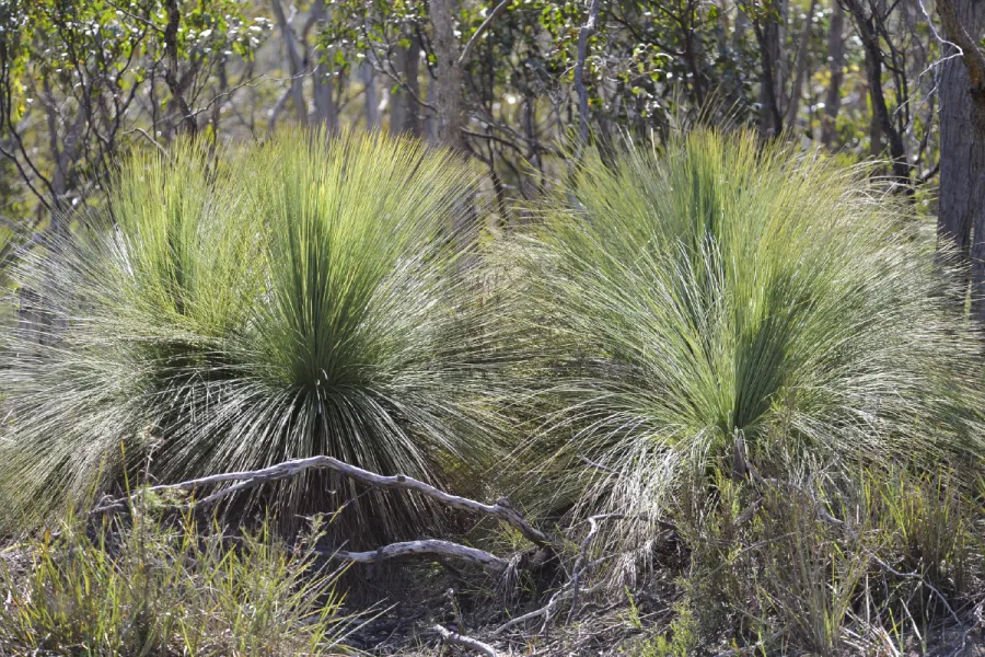 Native grass trees