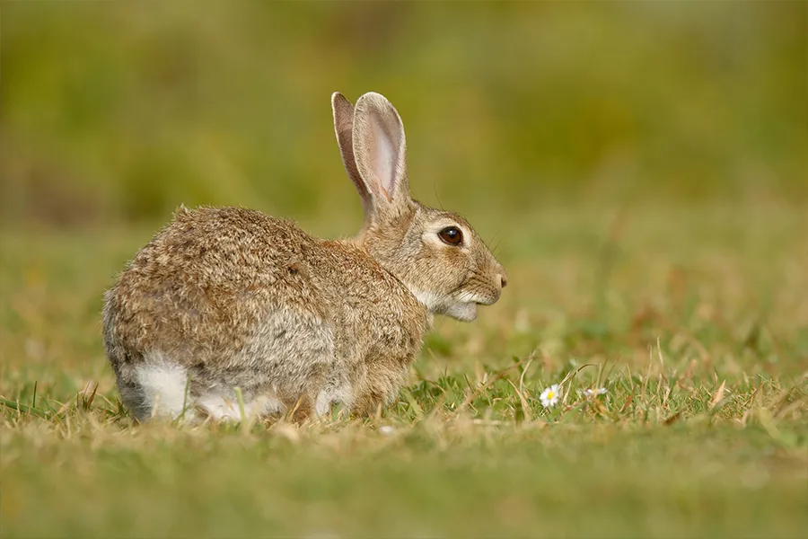 Rabbit Rabbit on grass