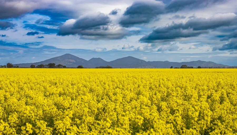 You-Yangs-Little-River-Photographer-Chris-Vine