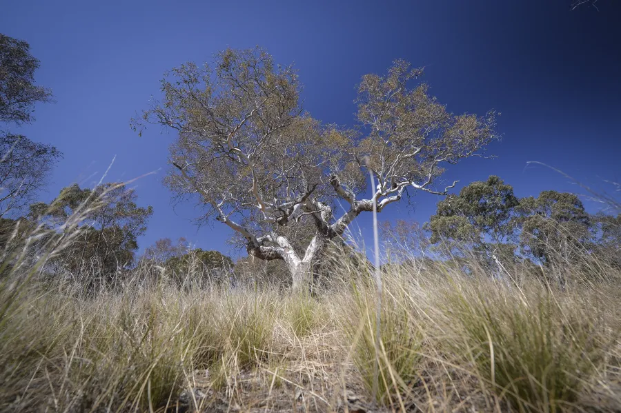 River Red Gum tree with native grass in the foreground at Ripley Reserve, Little River