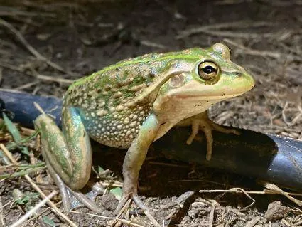 Growling Grass Frog