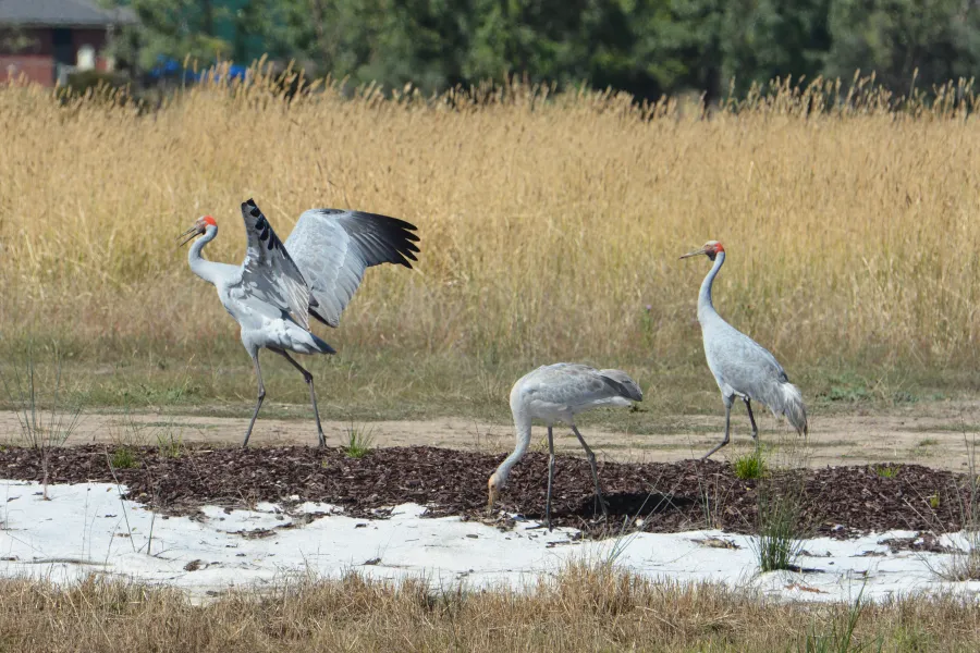 Brolga family at Sparrovale Wetlands