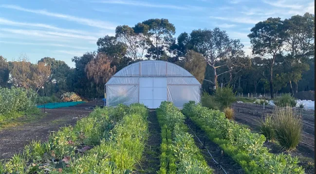 Rows of growing green crops leading toward a large, arched plastic greenhouse on a rural farm surrounded by tall eucalyptus trees under a partly cloudy sky