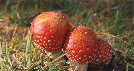 Image of magic mushrooms