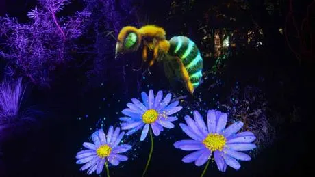 Image of purple flowers