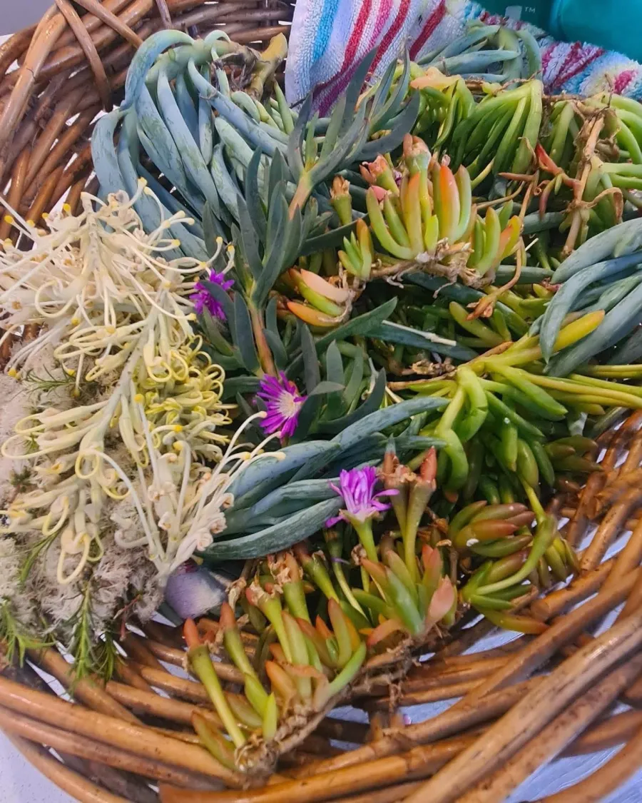 Taste of Country: Bush Foods Discovery Workshop