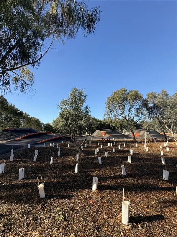 The Hill Mountain Bike Park planted area