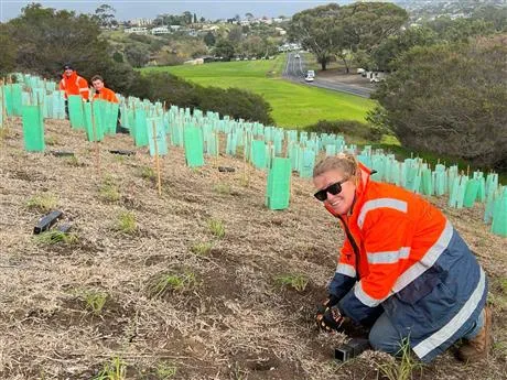 workers planting native seedlings on a sloped hillside, with rows of green tree guards stretching into the distance beside a road and parkland area in the background