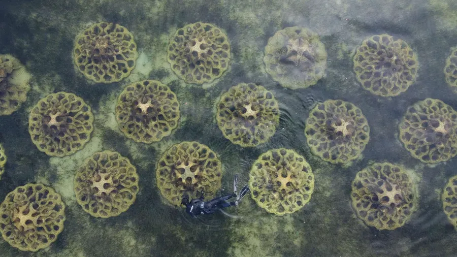 Dell Echo Reef, Clifton Springs Dell Echo Reef, Clifton Springs