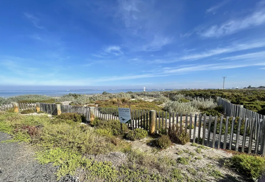 Avalon revegetation area