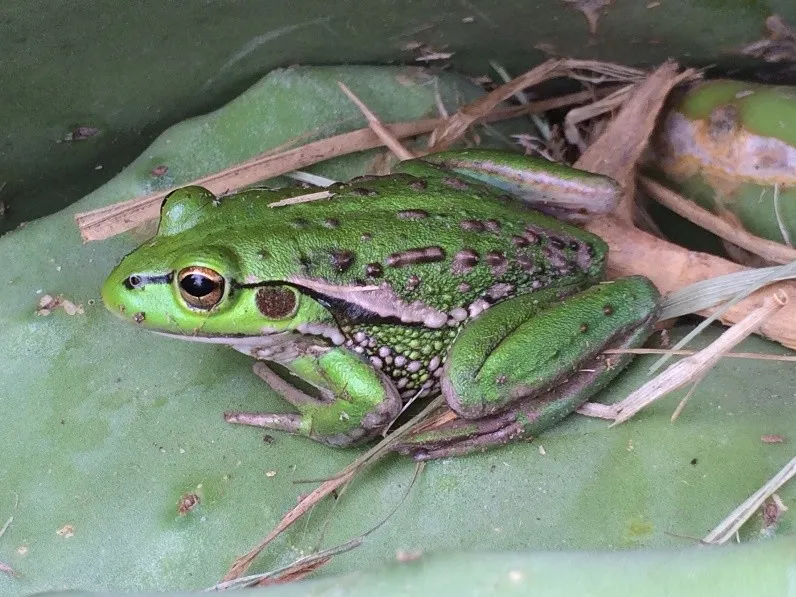 Growling Grass Frog