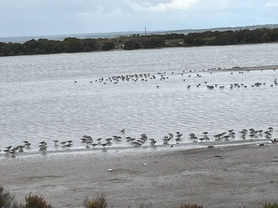Stints in wetland