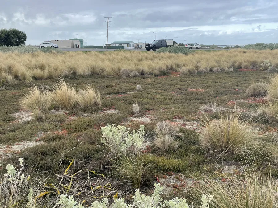 avalon_saltmarsh_and_grassland