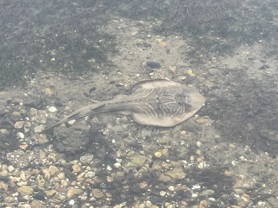 Fiddler Ray spotted at Eastern Beach Mineral Spring
