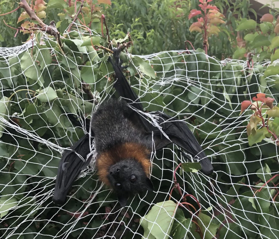 Unsafe netting Flying-fox caught in fruit tree netting