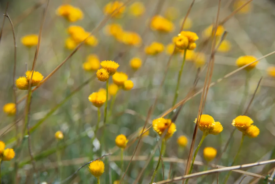 Native Grassland on Old Melbourne Road