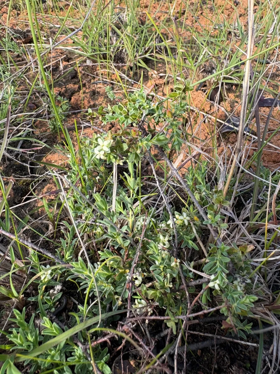 Spiny Rice Flower - Old Melbourne Road