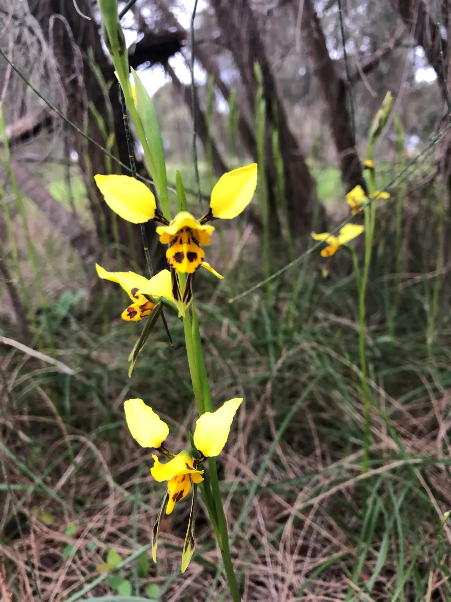 Photo of Tiger Orchid flower at Charles McCarthy Reserve