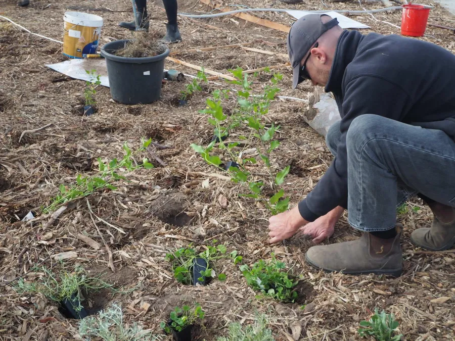 Geelong Pollinator Garden 2