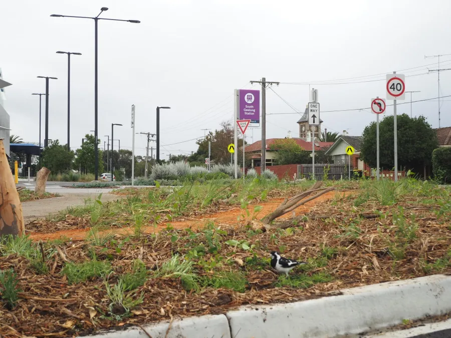 Newly planted garden.