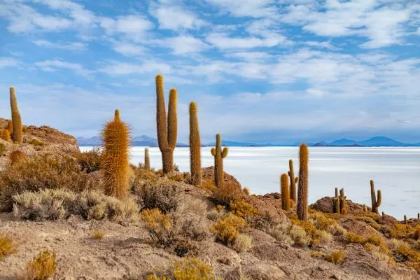 Cacti and succulents for beginners