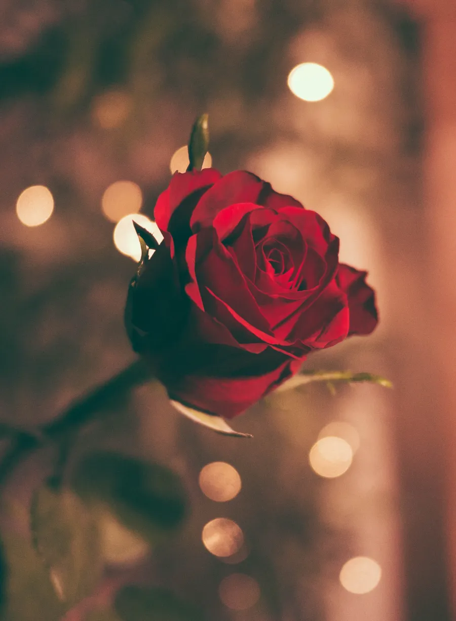 Romance fiction