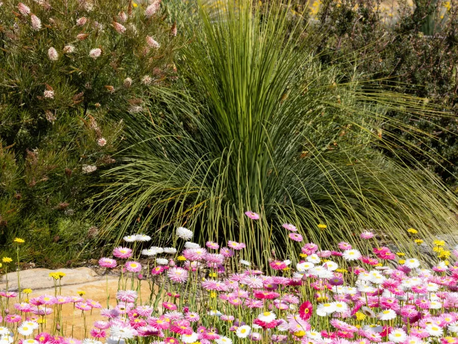 Native plants