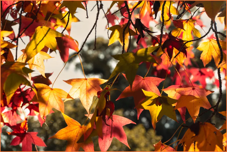 Colours of Autumn