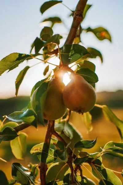 Image of Edible plants