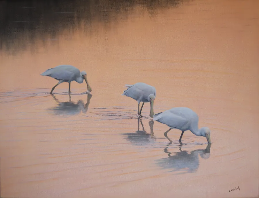 Richard Weatherly OAM 'Dusk - Yellow-billed Spoonbills'