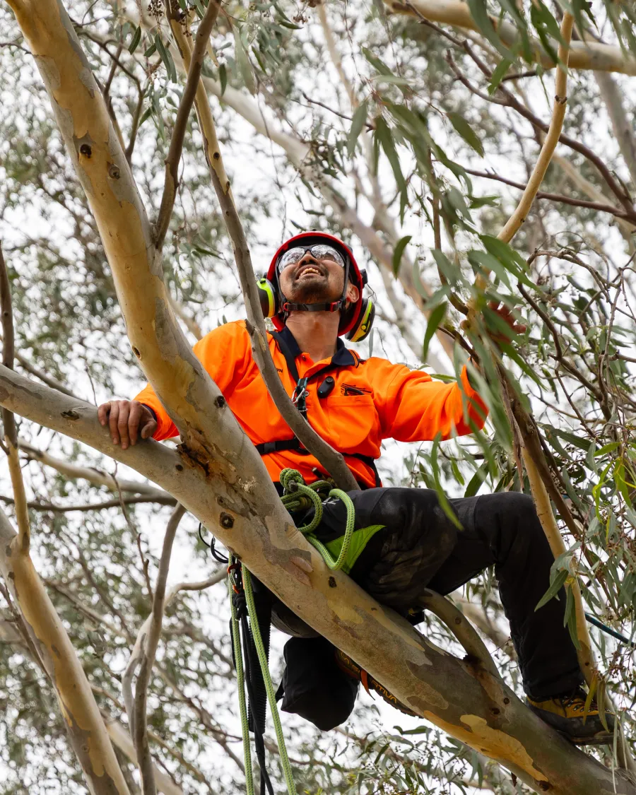 Arborist Shawn Ang City of Greater Geelong arborist Shawn Ang completing tree climbing training in Eastern Park