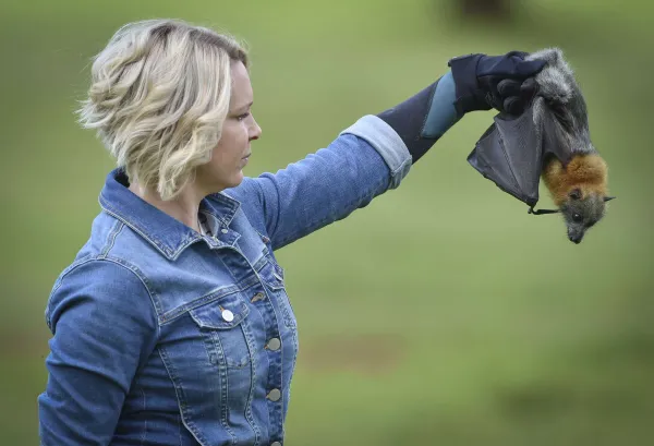Veterinary nurse and volunteer wildlife carer, Leila Moody, with Daphne the flying fox