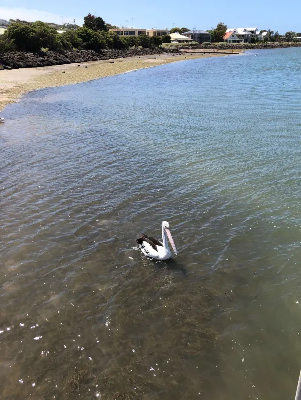 Pelican fishing