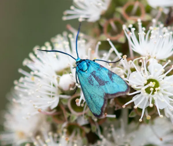 Forester Moth Pic Chris Clarke 