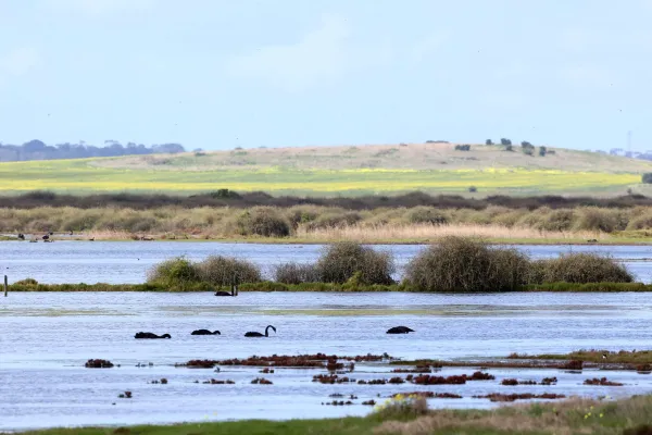 Sparrovale Wetland Reserve Ngubitj yoorree