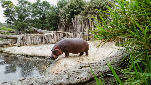 Hippopotamus at Werribee Open Range Zoo. We donate bamboo to support the enrichment of zoo animals