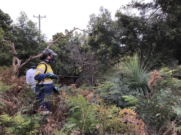 Nature Reserve Officer spraying Grasstrees